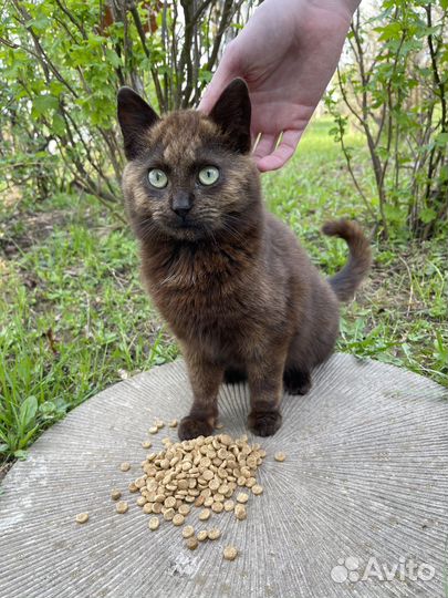 Кот метис британский