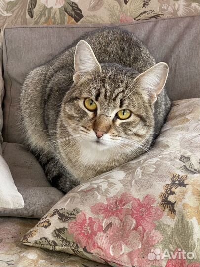 Котик в добрые руки