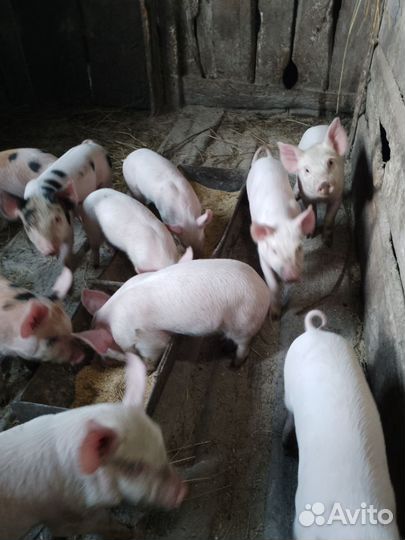 Поросята