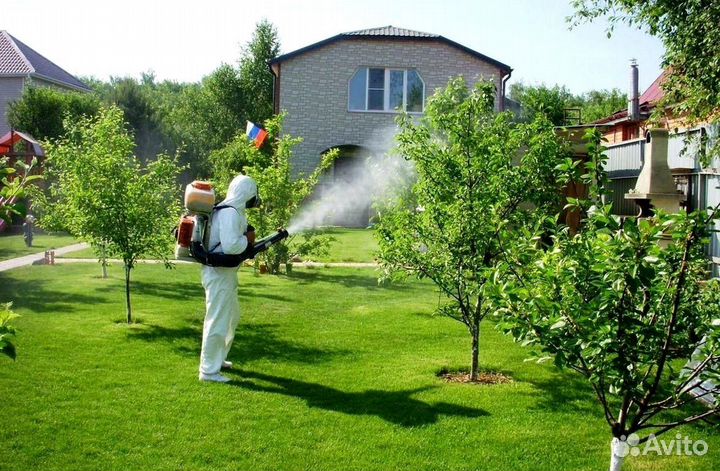 Уничтожение клопов тараканов грызунов плесени