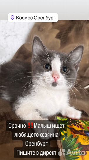 Мальчик очень умный и красивый