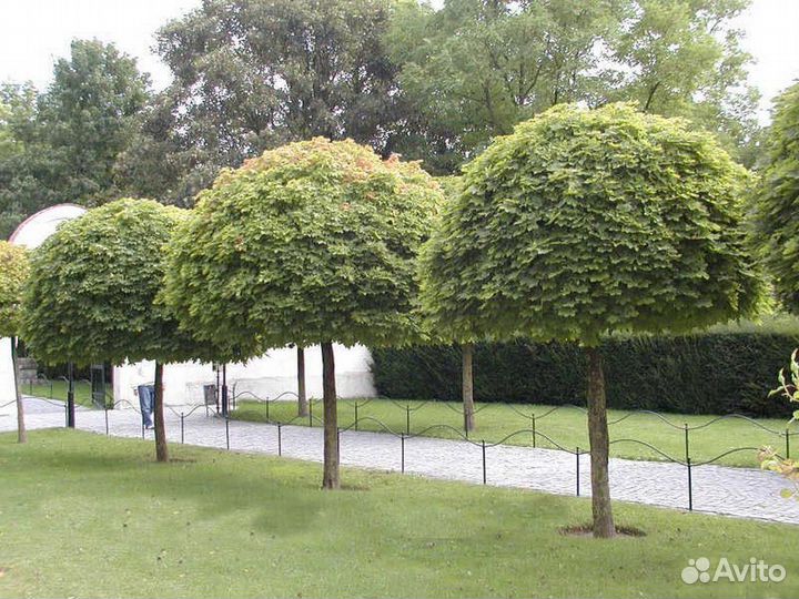 Клены на штамбе с доставкой