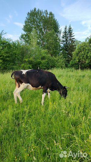 Корова дойная