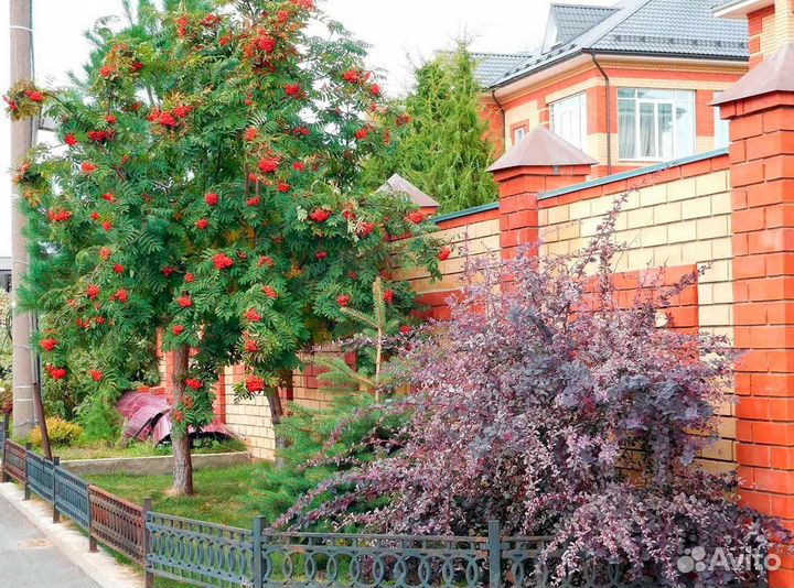 Рябина обыкновенная