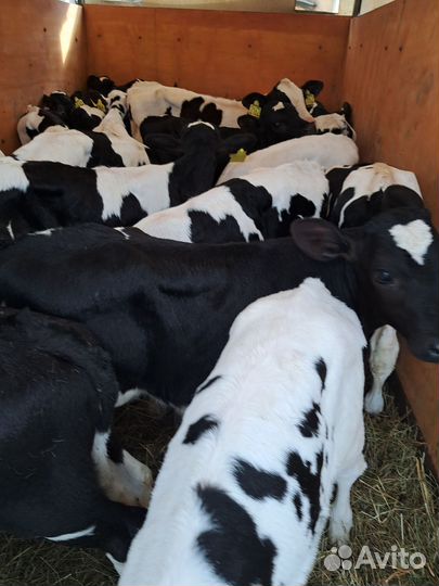 Бычки телята