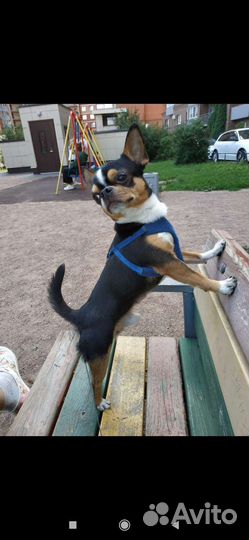 Вязка чихуахуа кобель