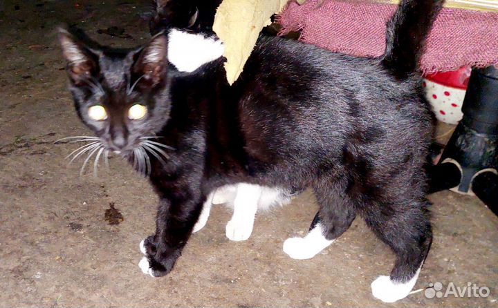 Котик в добрые руки
