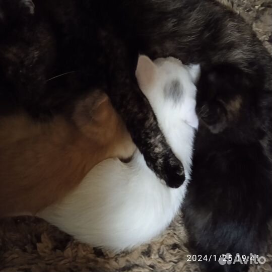 Котята в добрые руки