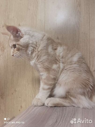 Мейн-кун котик