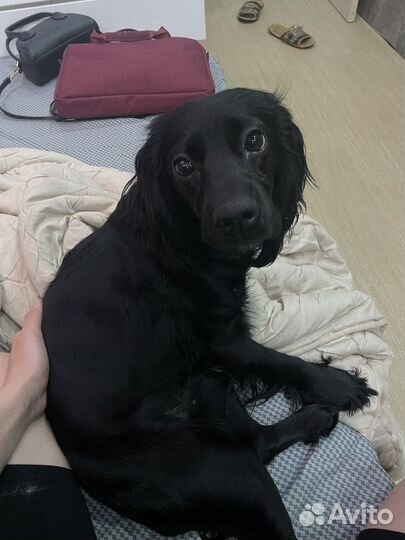 Русский спаниель