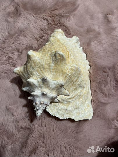 Морские ракушки раковины