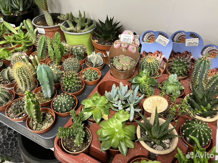Кактусы и суккуленты