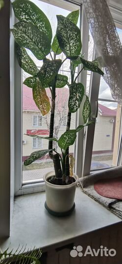 Диффенбахия