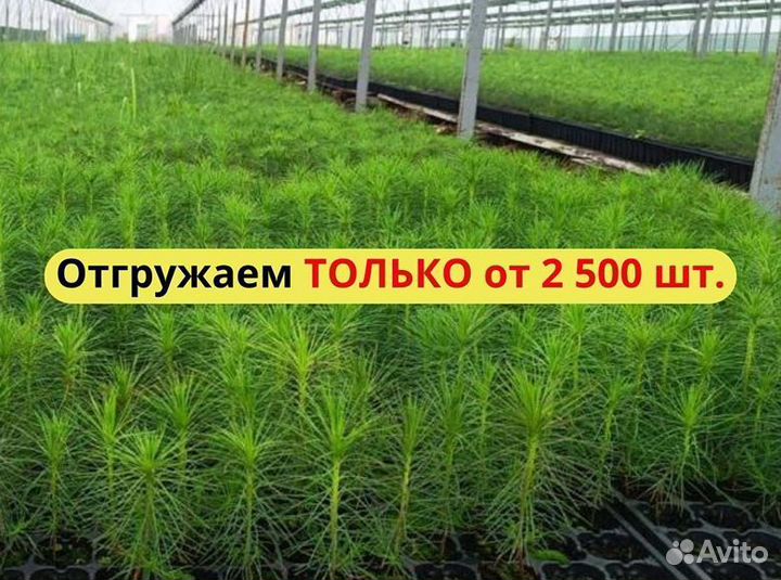 Сеянцы ели европейской окс