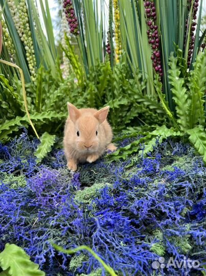 Мини кролик ручной