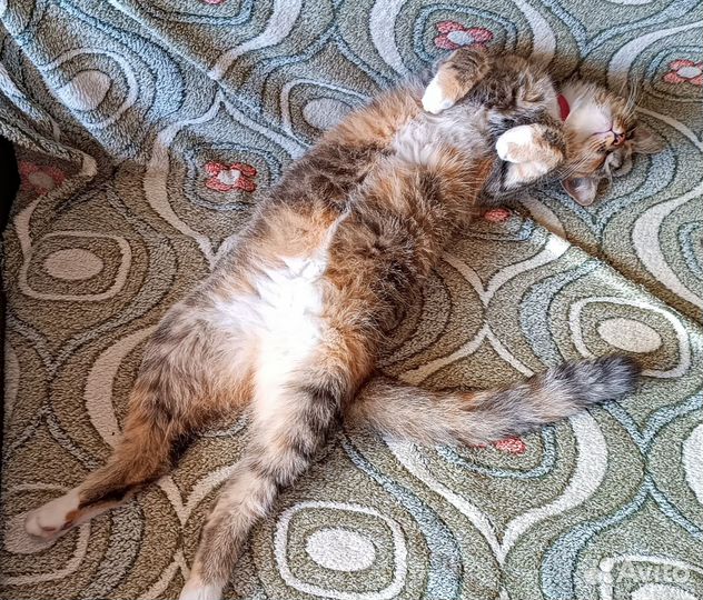 Услуги сиделки с проживанием