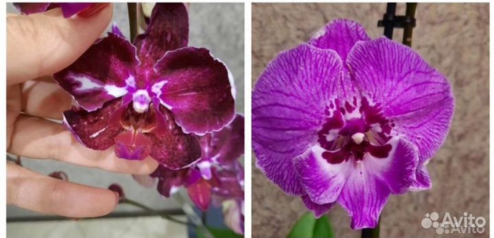 Орхидея фаленопсис