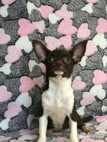 Шоколадная чихуашечка