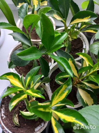 Бересклет японский вариегатный. Экстазе