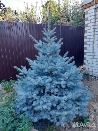 Голубые ели