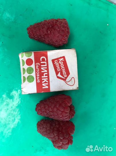 Саженцы малины оптом