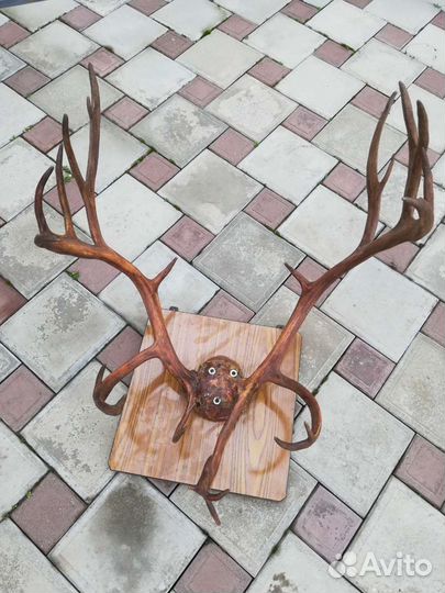 Рога оленя