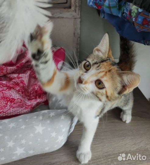 Котята мальчик и девочка