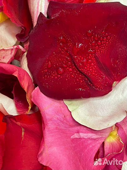 Лепестки роз