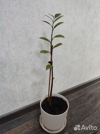 Замиокулькас