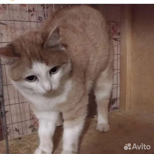 Кошки в добрые руки