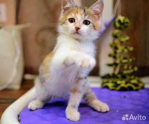 Котенок Тинки в поисках семьи