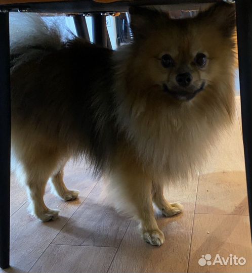 Немецкий шпиц (мальчик)