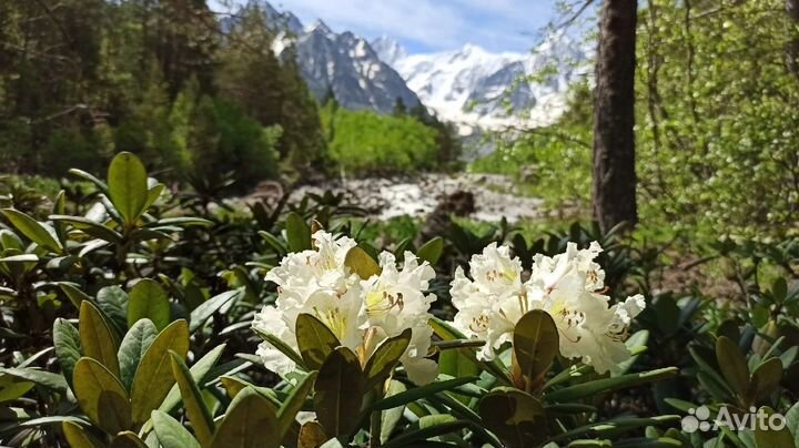 Северная Осетия, Ингушетия, кбр