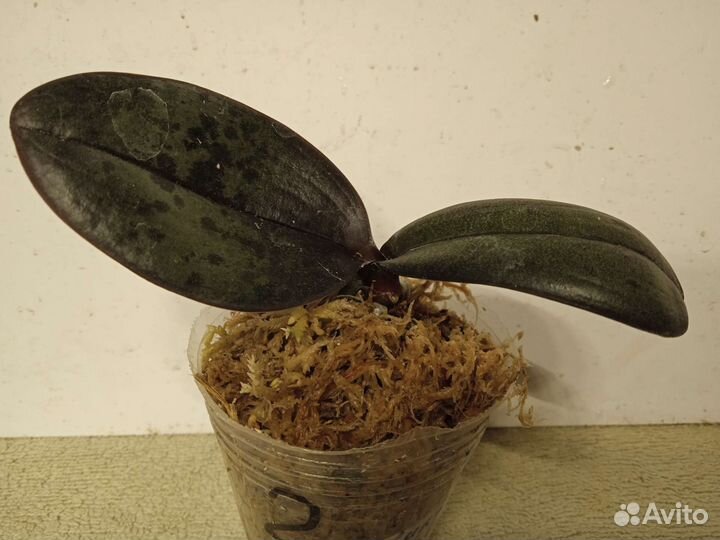 Орхидея фаленопсис сеянцы Allura Jambalaya