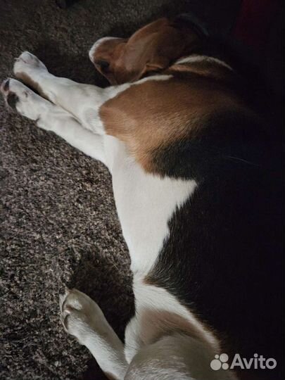 Кабель бигля на вязку