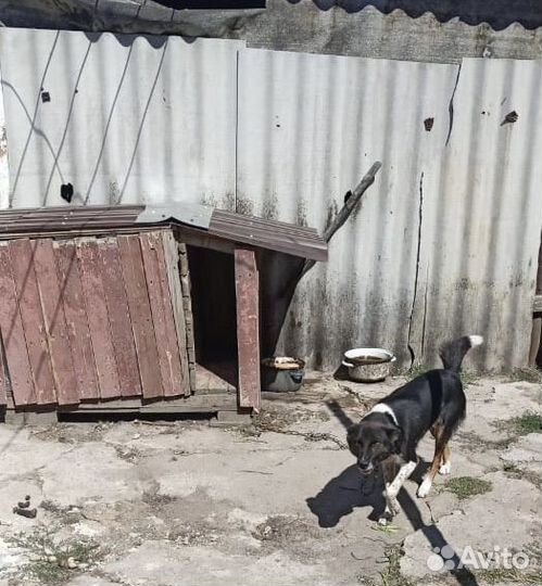 Собаки в добрые руки