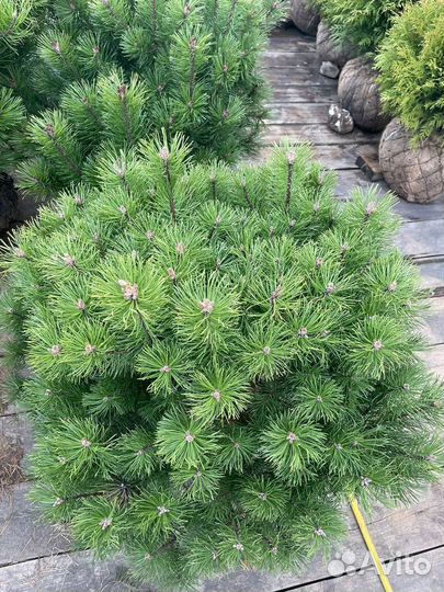 Сосна горная мугус