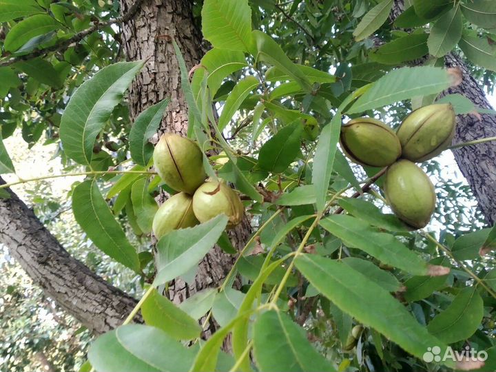 Орех Пекан (семена)