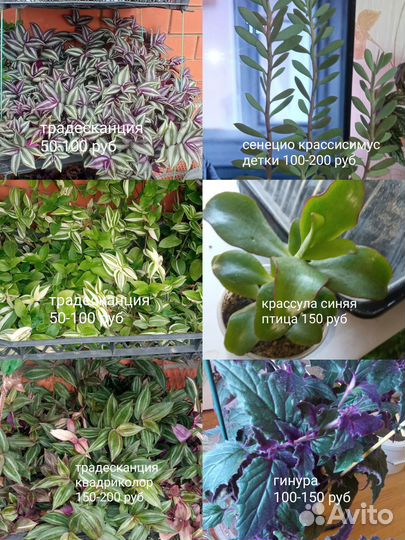 Комнатные цветы