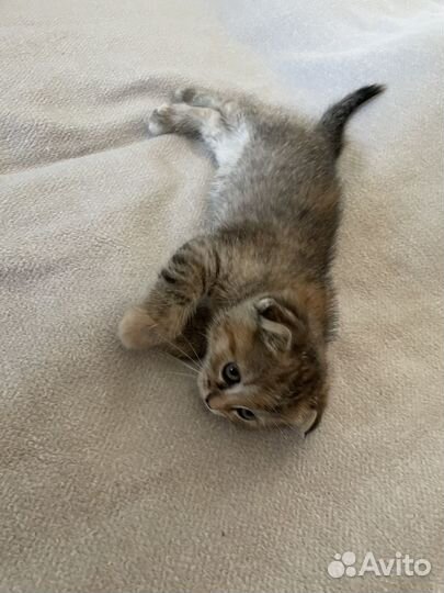 Котята метисы