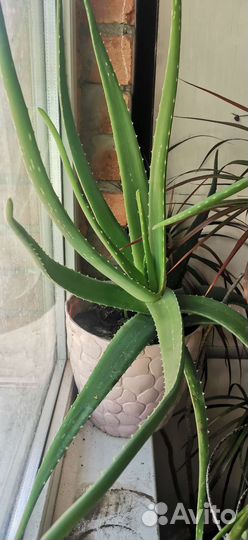 Алоэ лечебный