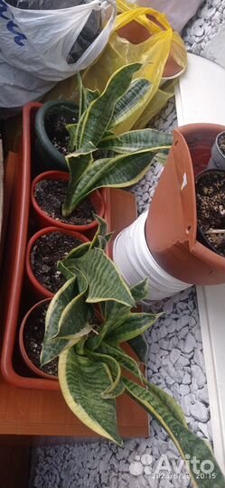 Продам Сансевиерию-щучий хвост