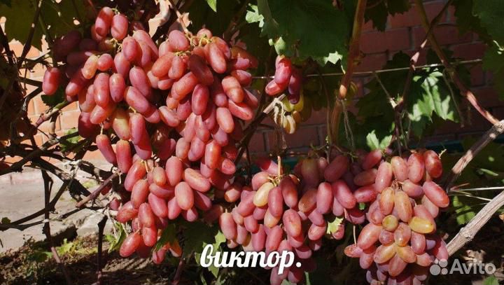 Саженцы винограда