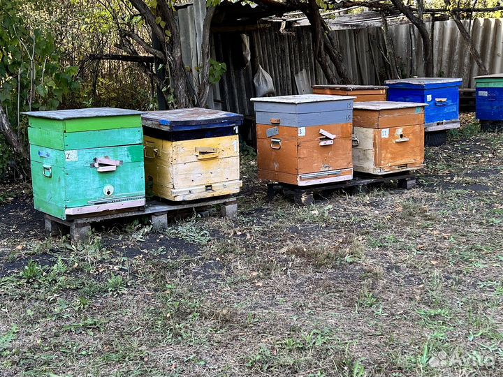 Продается Пчелосемья с ульями и без