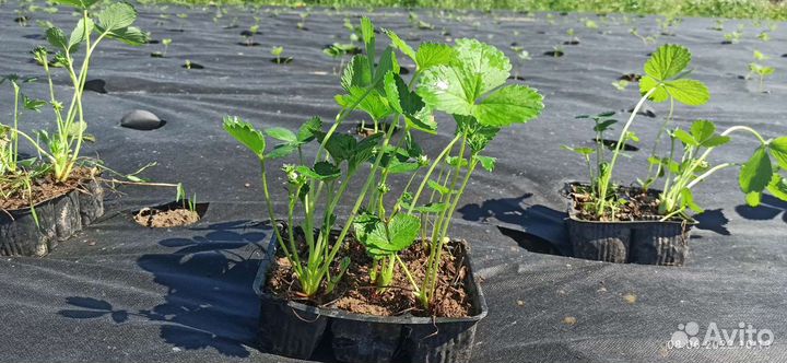 Рассада клубники Ремонтантная-нсд и обычная-ксд