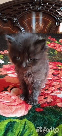 Кошки и котики