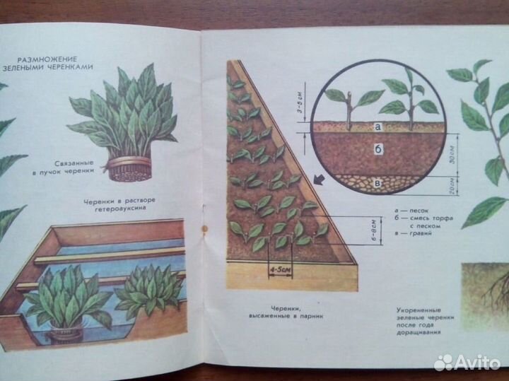 Слива. Михеев А. М. 1986г