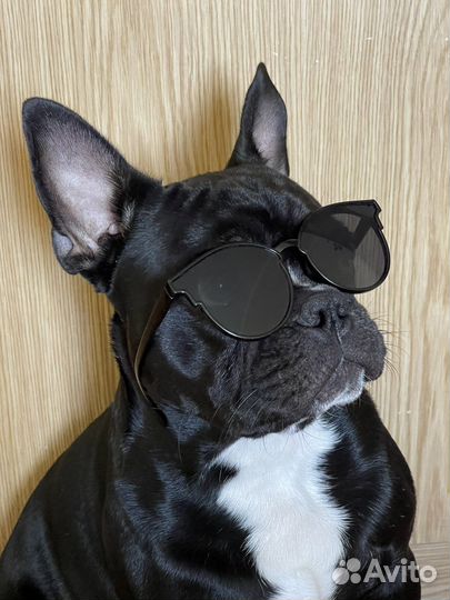 Французский бульдог вязка