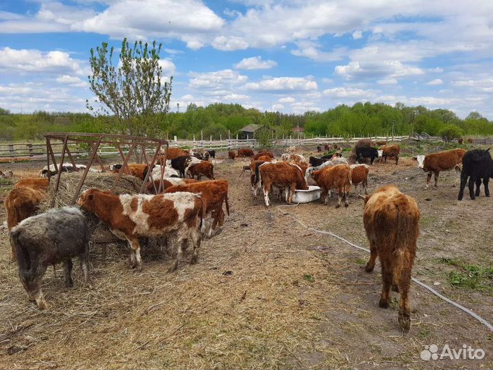 Телята бычки