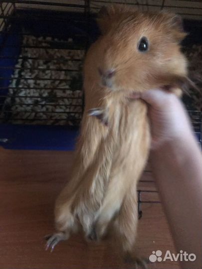 Морская свинка с клеткой